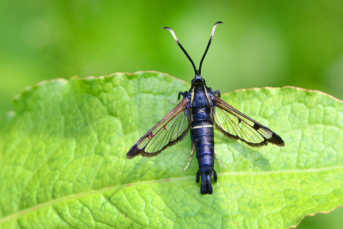 elzenwespvlinder (Synanthedon spheciformis) 6-2018 4511