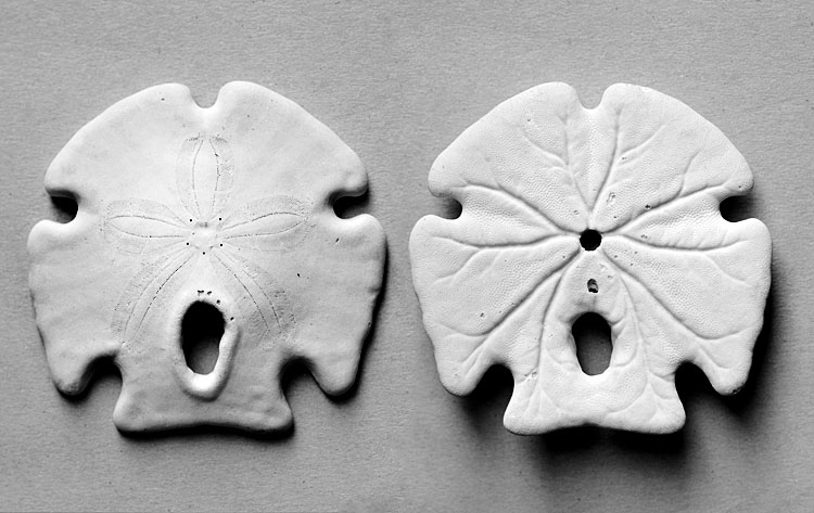 encope grandis 9-2012 9976