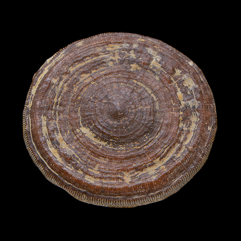 fossiel paddenstoelkoraal 9-2016 1885