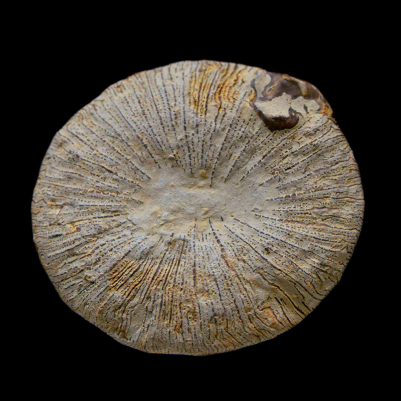 fossiel paddenstoelkoraal 9-2016 1894