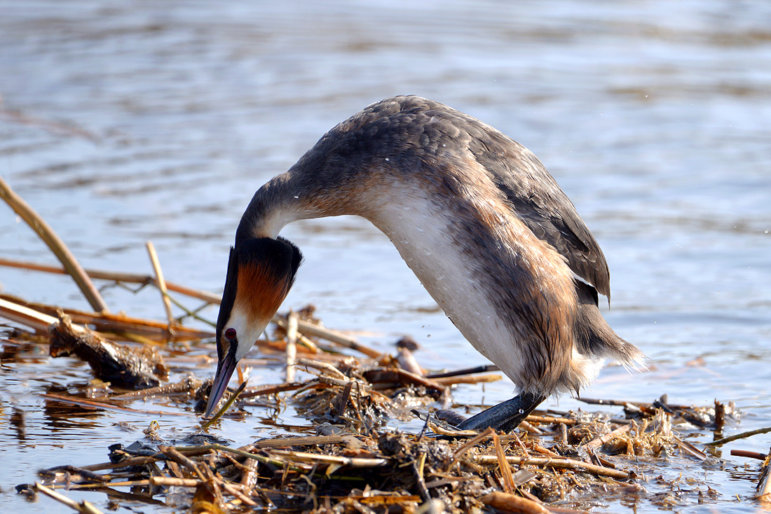 fuut (Podiceps cristatus) 3-2016 6841