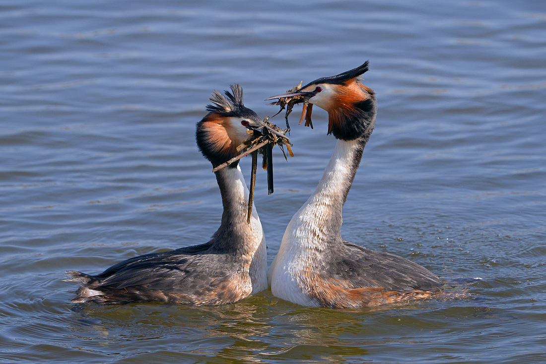 fuut (Podiceps cristatus) 3-2016 7060