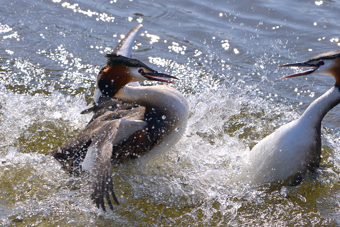 fuut (Podiceps cristatus) 3-2016 7102