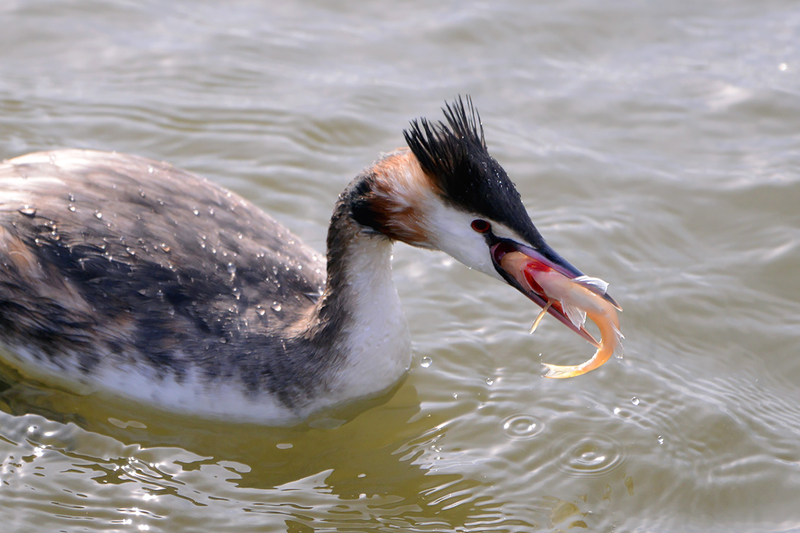 fuut (Podiceps cristatus) 3-2018 2843