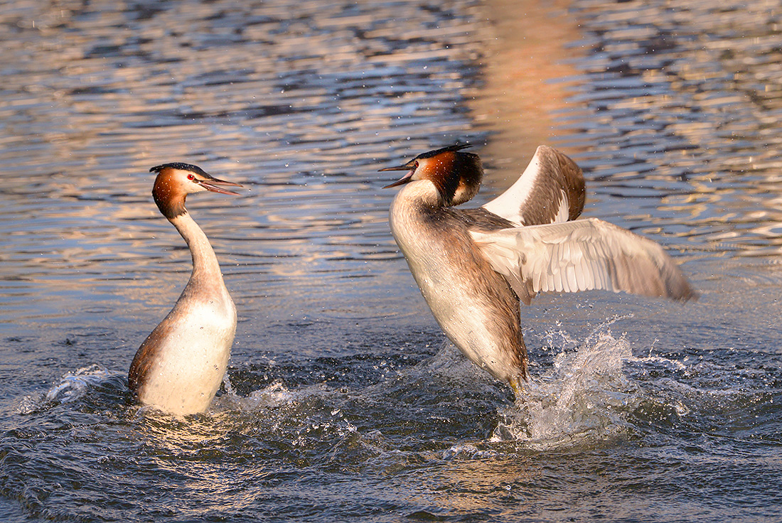 fuut (Podiceps cristatus) 4-2017 7540