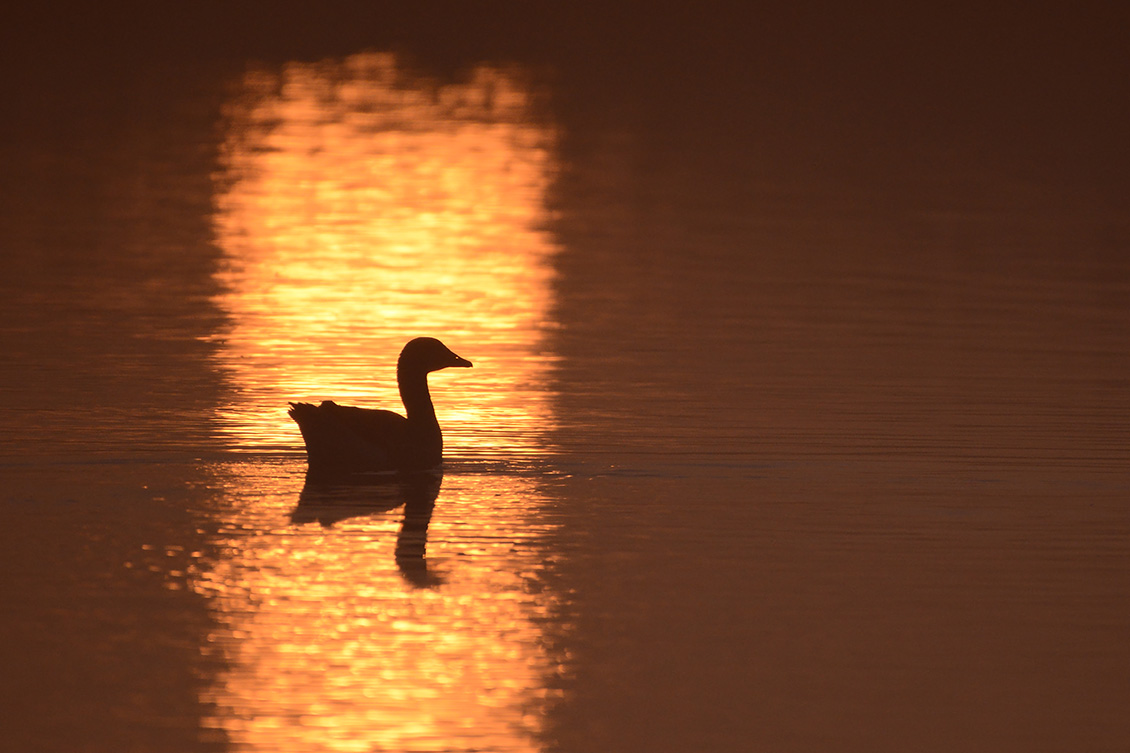 gans zonsopkomst 3-2018 1716