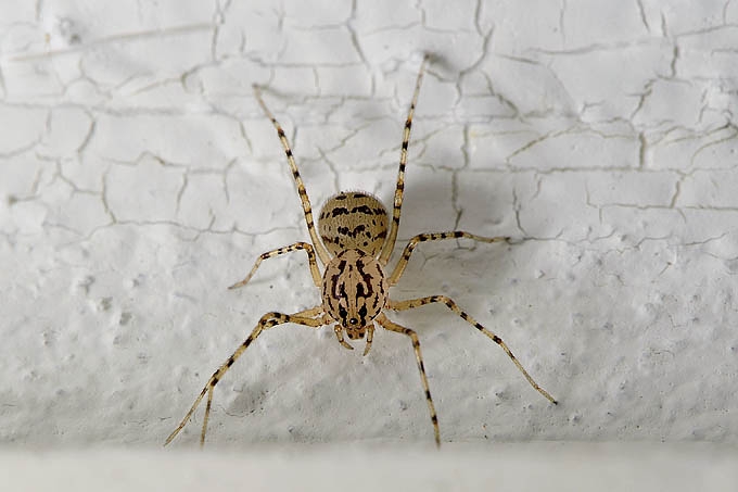 getijgerde lijmspuiter (scytodes thoracica) 05-2011 7186