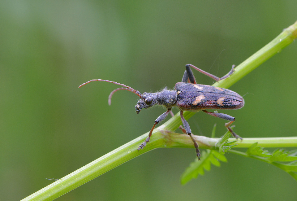 gevlekte dennenboktor (Rhagium bifasciatum) 5-2014 8894