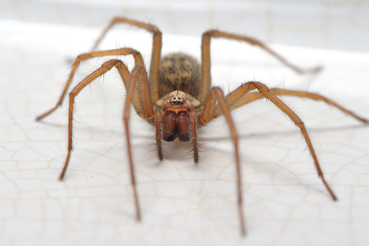 gewone huisspin (tegenaria atrica) 6-2012 9019