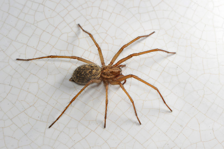 gewone huisspin (tegenaria atrica) 6-2012 9024
