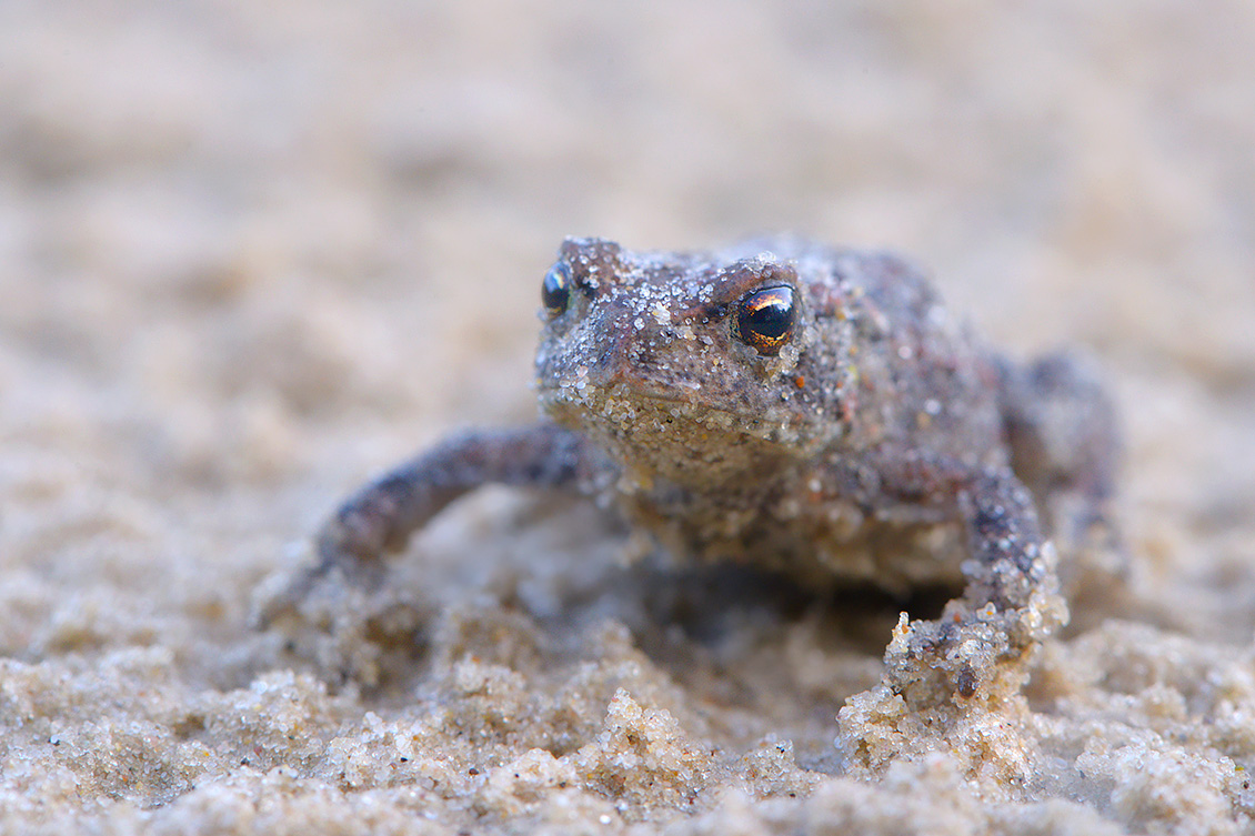 gewone pad (bufo bufo) 9-2017 3738