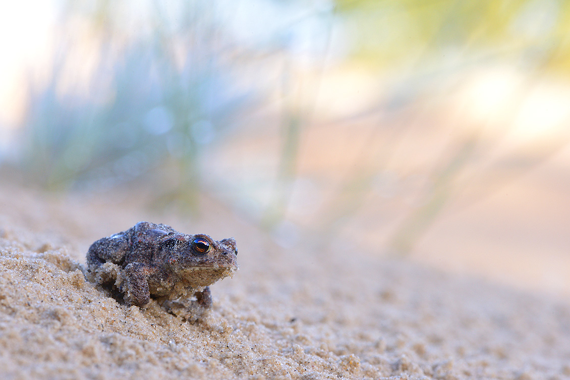 gewone pad (bufo bufo) 9-2017 3745