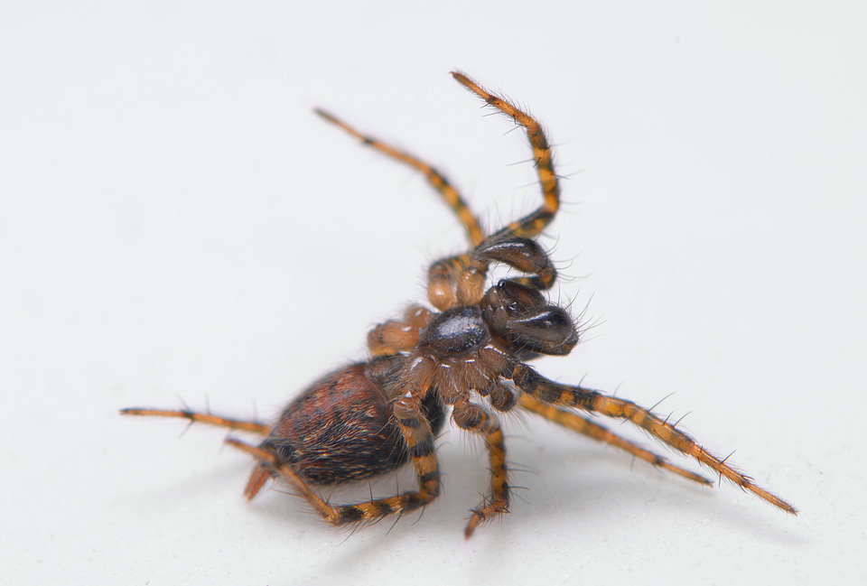 gewone staartspin (Textrix denticulata) 4-2014 8762