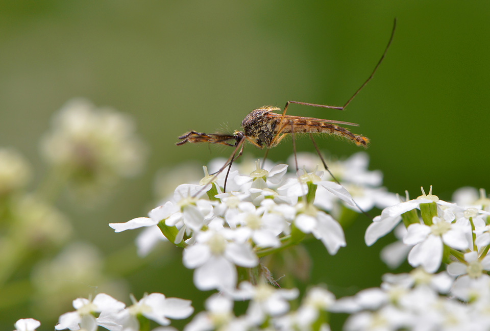 gewone steekmug (Culex pipiens) 5-2014 8825