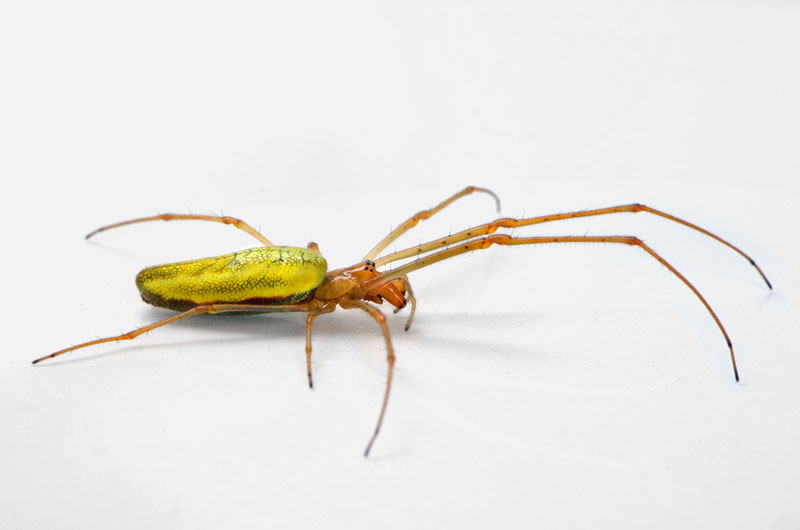 gewone strekspin (tetragnatha extensa) 6-2013 0996