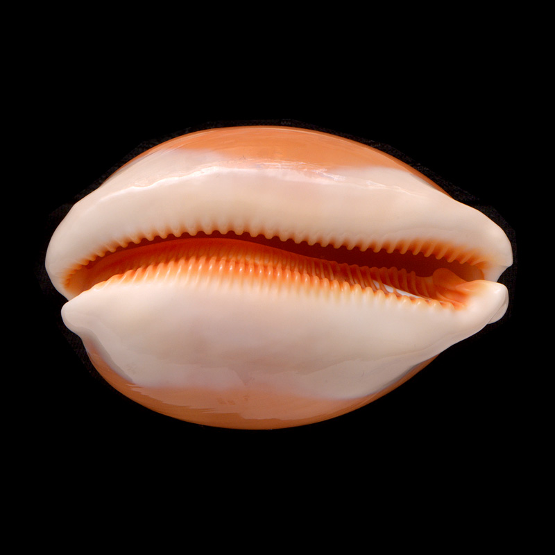 gouden kauri (cypraea aurantium) 5-2015 2356