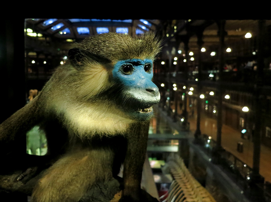 grande galerie de l evolution 12-2015 8302