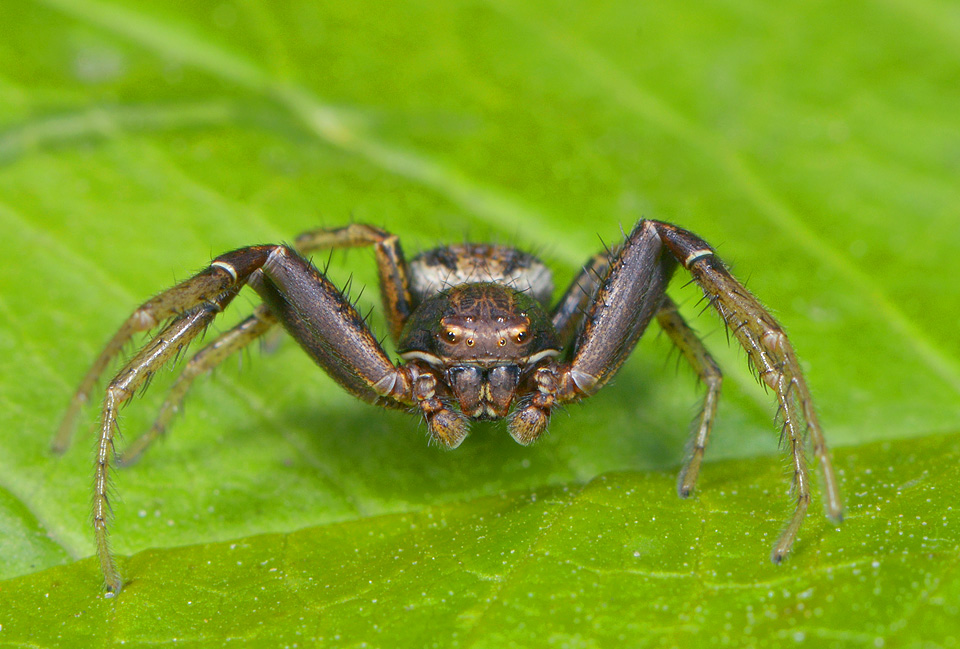 graskrabspin (Xysticus erraticus) 5-2014 9697