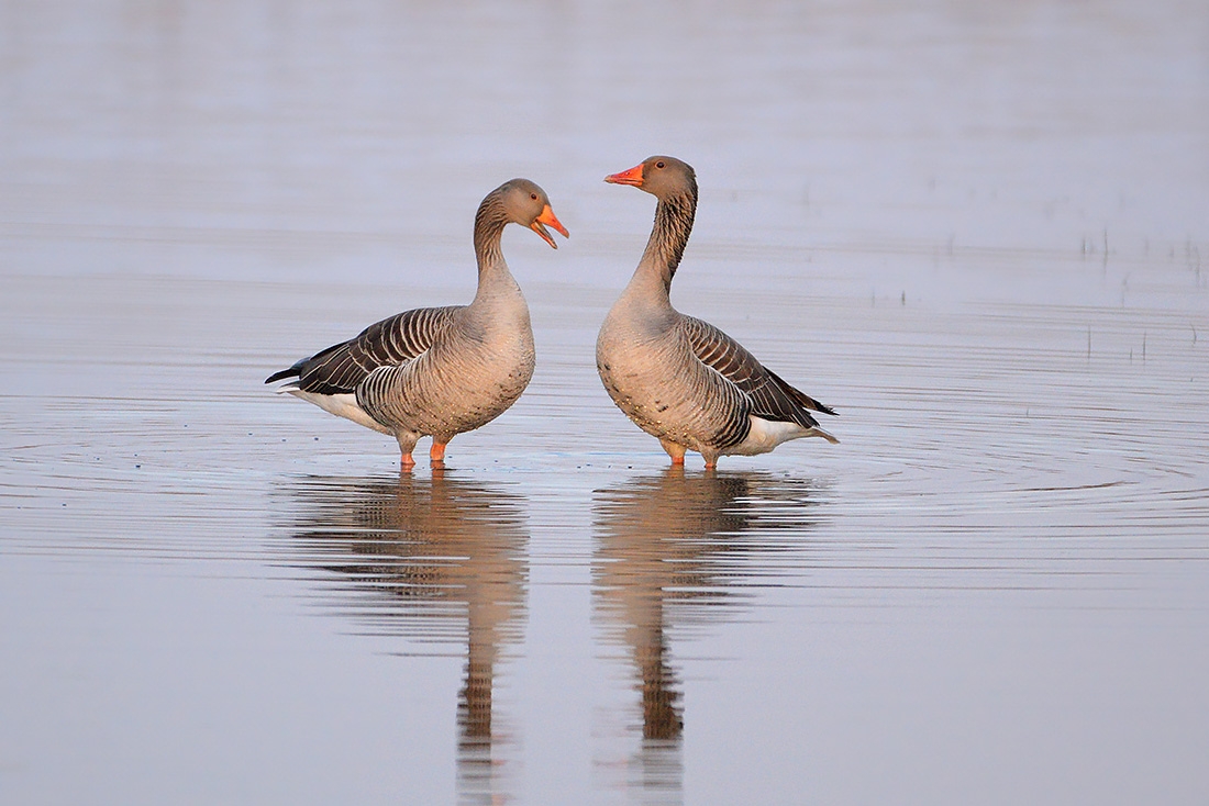 grauwe gans (Anser anser anser) 3-2017 6406