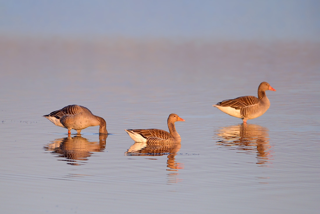 grauwe gans (Anser anser anser) 3-2017 6453