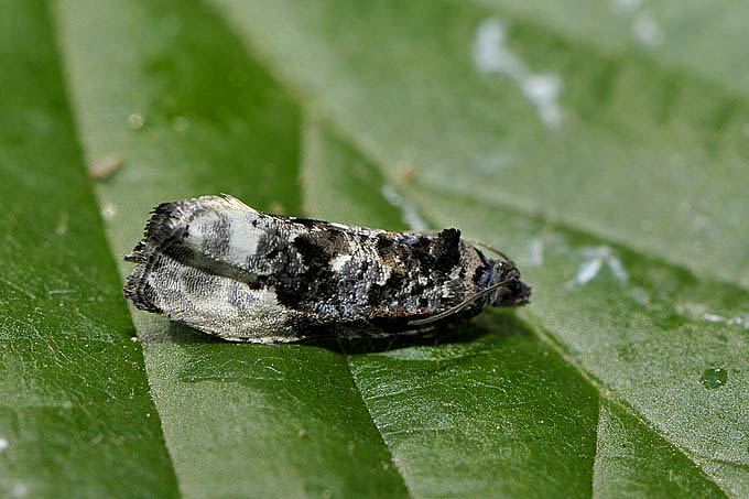 groene knopbladroller (hedya nubiferana) 05-2011 7327