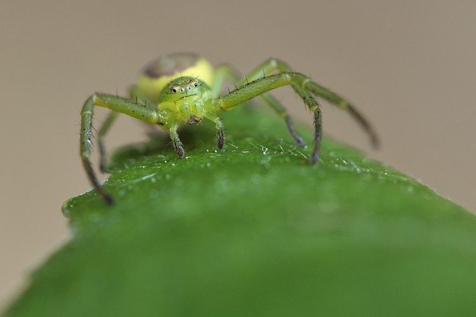 groene krabspin (diaea dorsata)