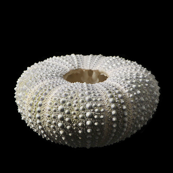 groene zee-egel (strongylocentrotus droebachiensis) 2013 4063