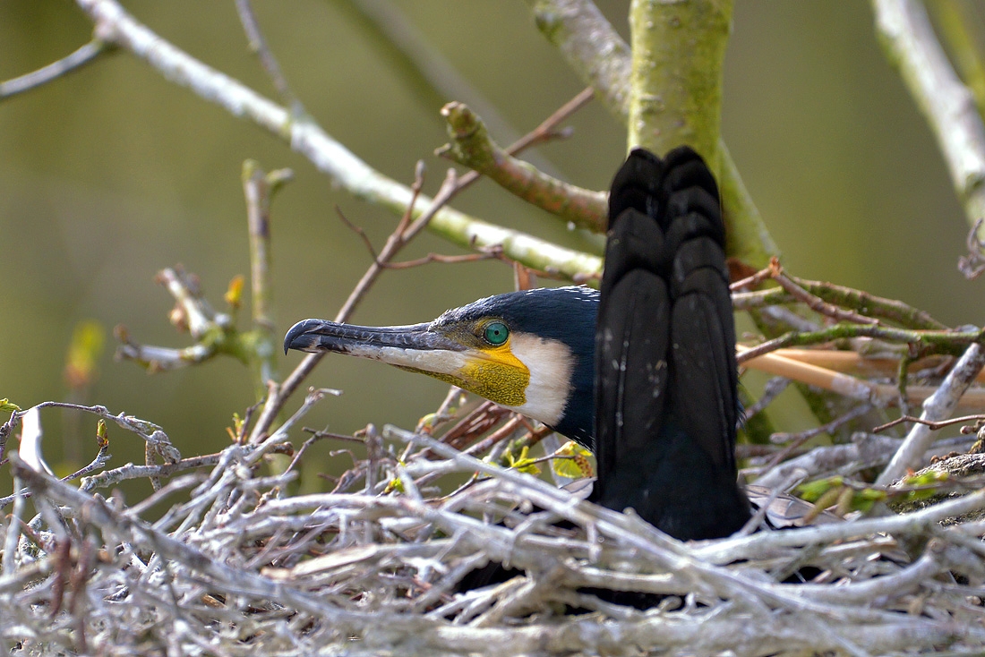 grote aalscholver (phalacrocorax carbo) 4-2016 8208