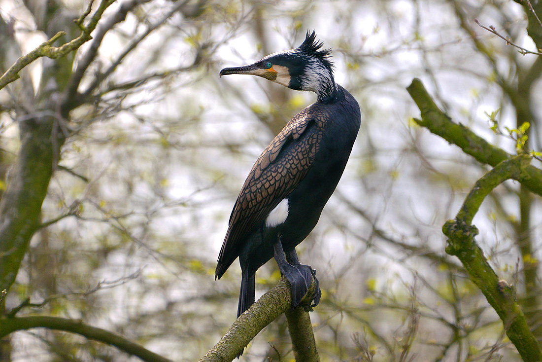 grote aalscholver (phalacrocorax carbo) 4-2016 8296