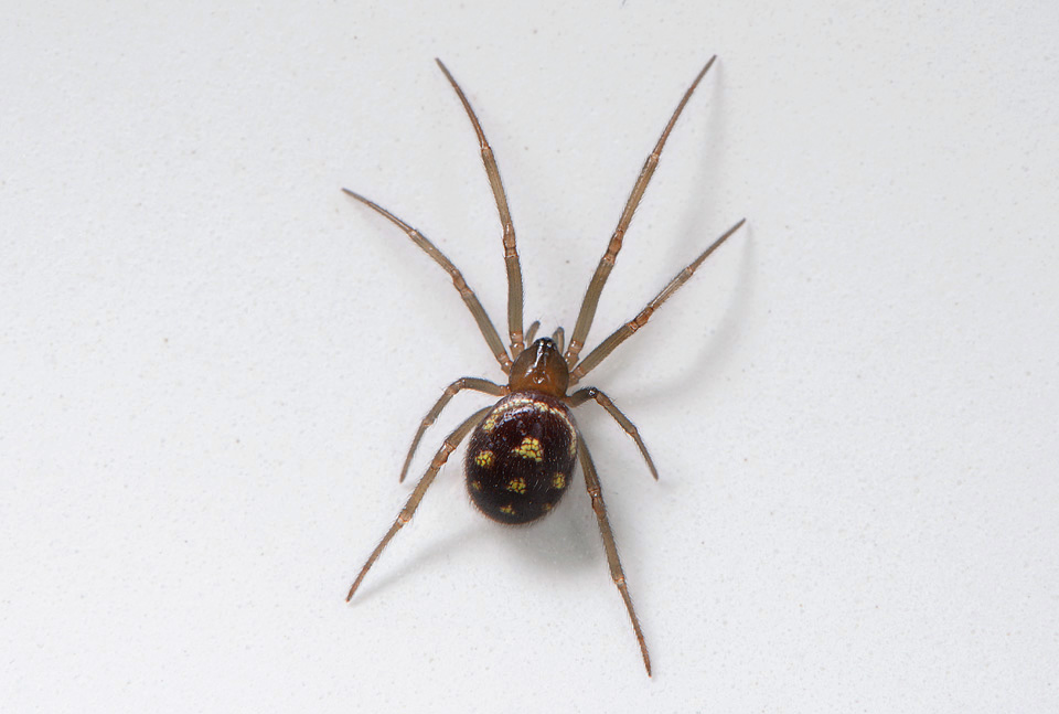 grote steatoda (steatoda grossa) 9-2014 0807