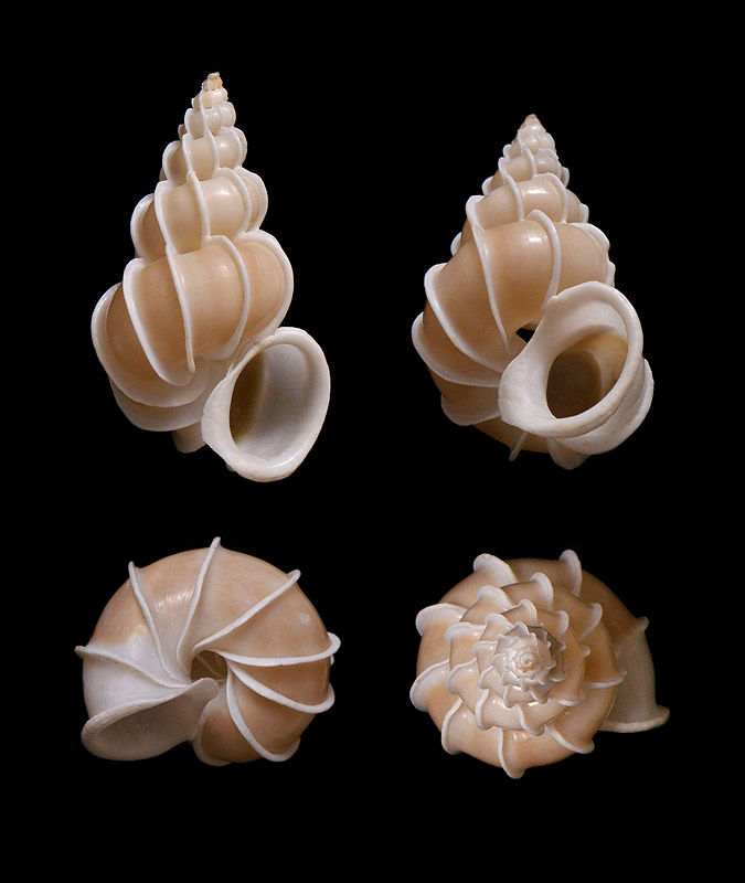 grote wenteltrap (epitonium scalare) 12-2013