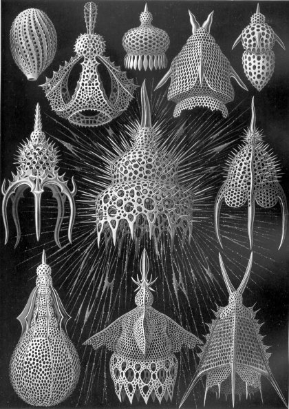 haeckel_cyrtoidea