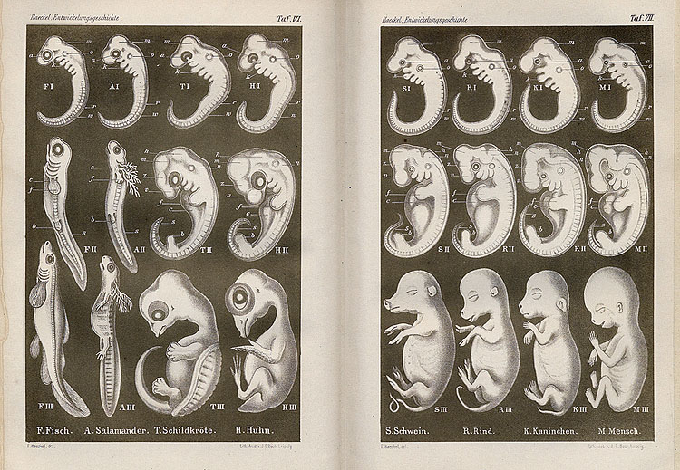 haeckels biogenetische grondwet 1877