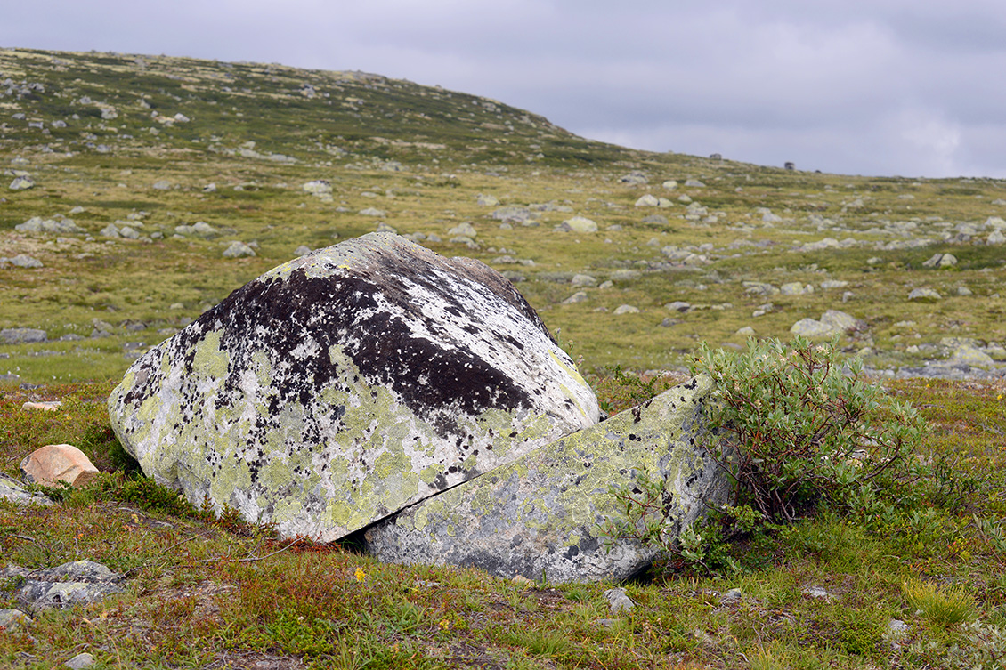 hardangervidda 7-2018 5665