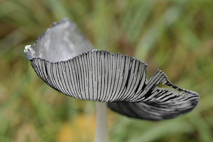 hazenpootje (coprinus lagopus) 11-2010 1890