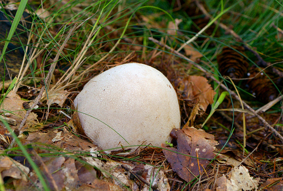 heksenei grote stinkzwam (Phallus impudicus) 9-2015 4021