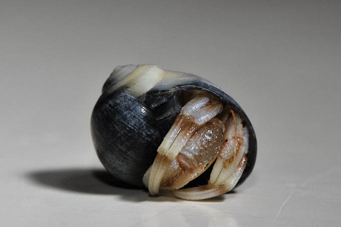 heremietkreeft (pagurus bernhardus) 10-2010 1557