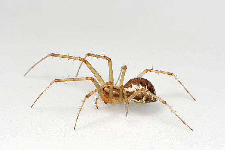 herfsthangmatspin (linyphia triangularis) 9-2012 9941