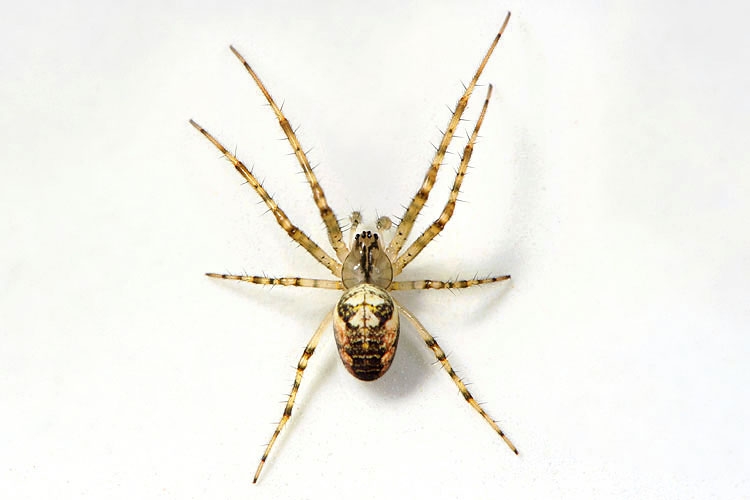 herfstspin (meta segmentata) 9-2012 9799