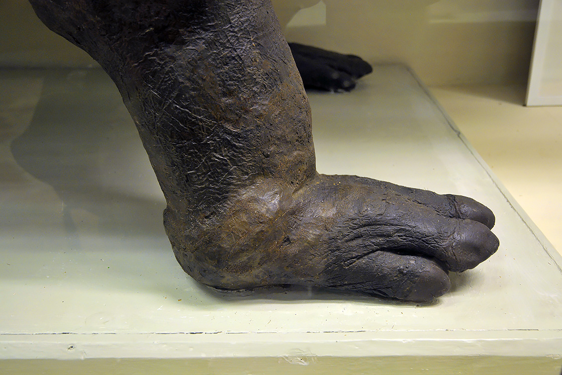 hippo specola 8-2017 1456