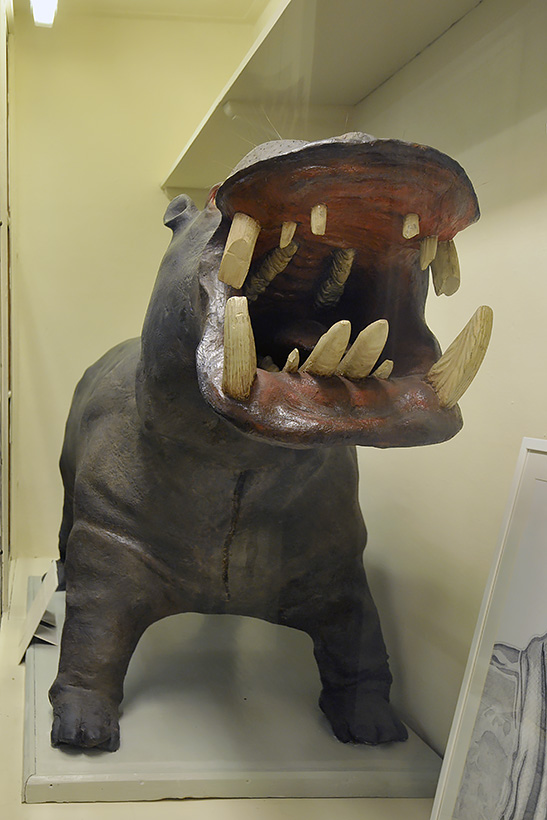 hippo specola 8-2017 1461