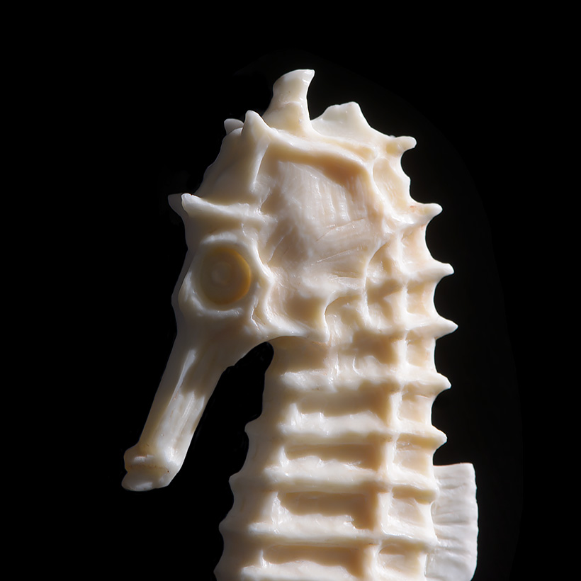 hippocampe d ivoire 10-2016 3036