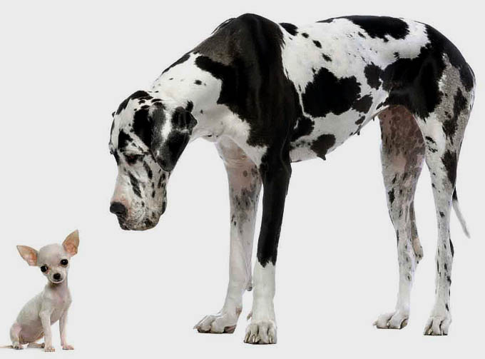 Honden, fotograaf onbekend