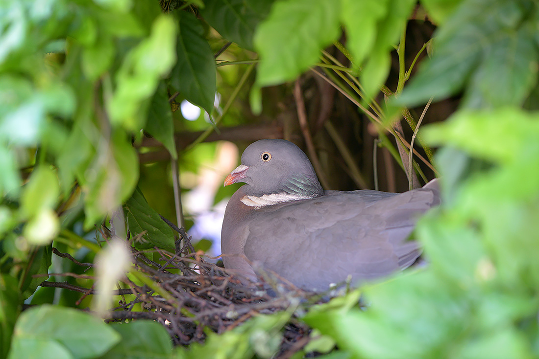 houtduif (Columba palumbus) 6-2017 1581
