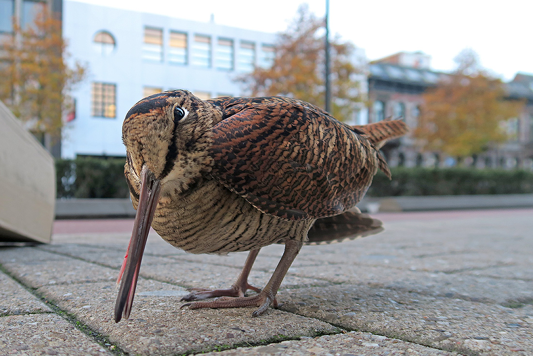 houtsnip ((Scolopax rusticola) 22-11-2016 3434