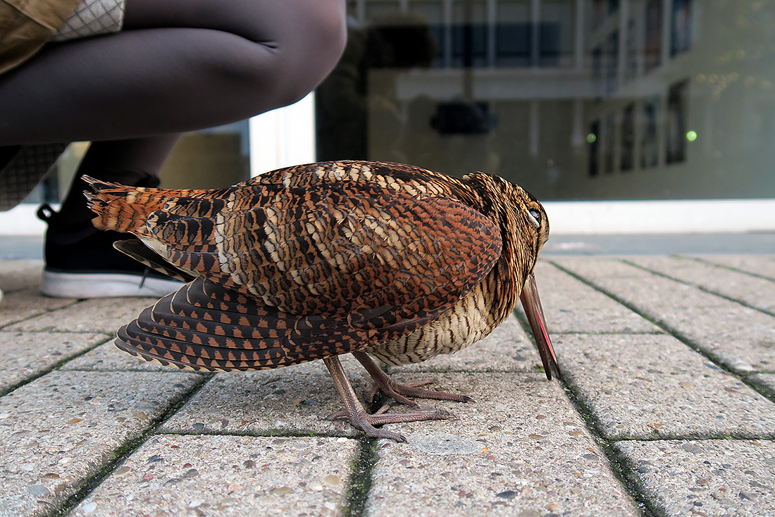 houtsnip (Scolopax rusticola) 22-11-2016 3428