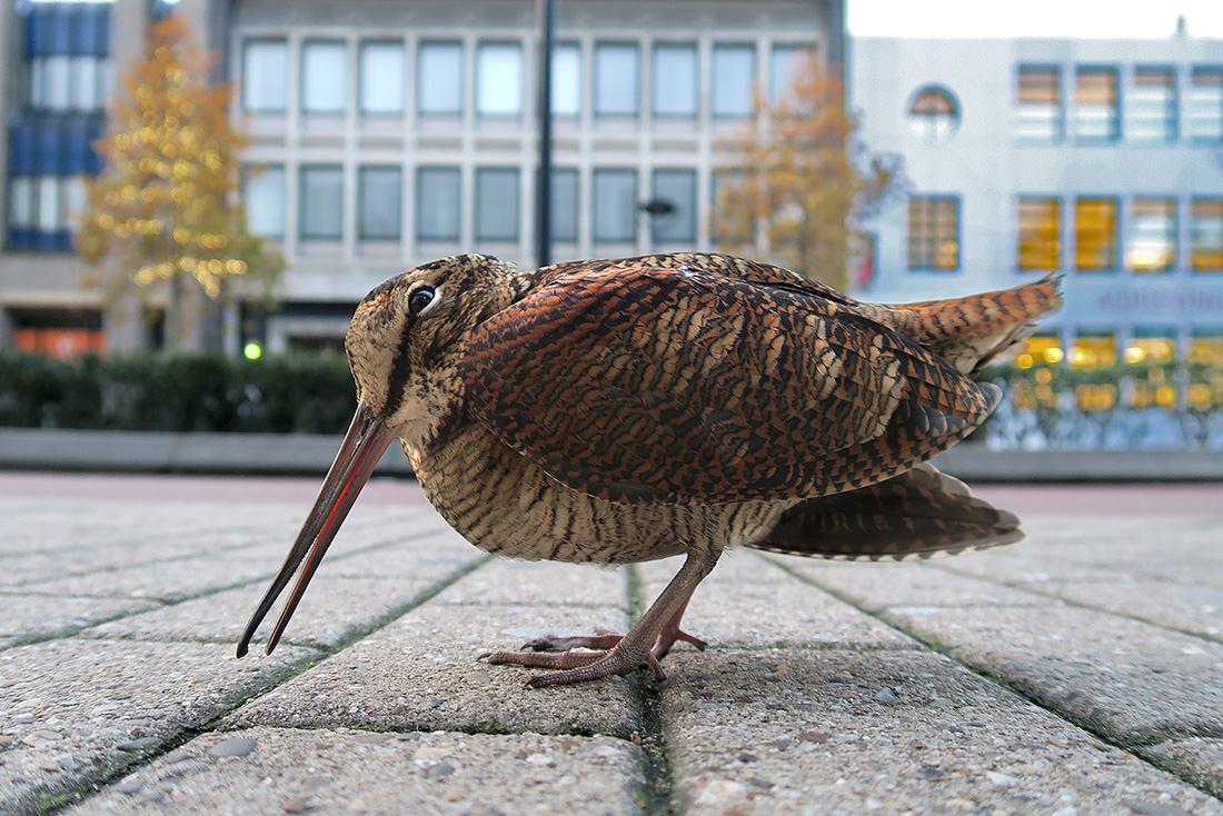 houtsnip (Scolopax rusticola) 22-11-2016 3431