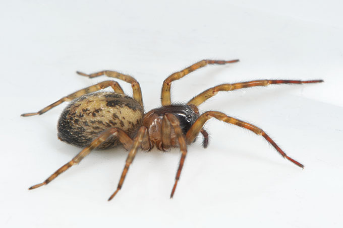 Muurkaardespin (amaurobius similis) 4-2012 6530