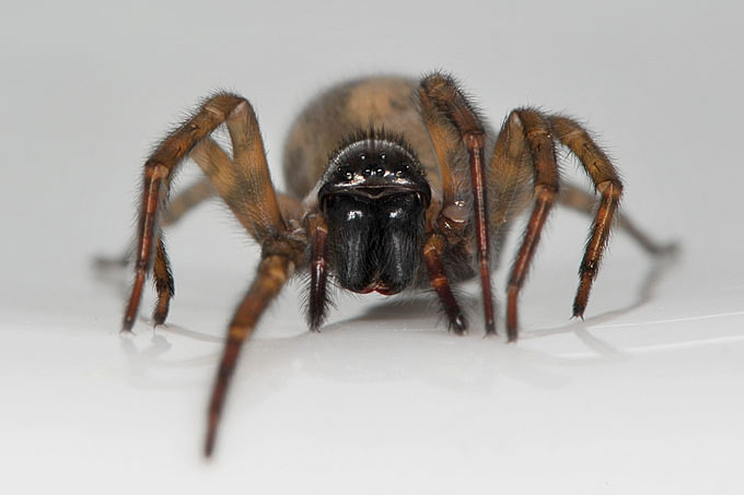 Muurkaardespin (amaurobius similis) 4-2012 6606-