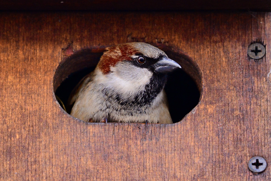huismus (Passer domesticus) 4-2016 7806